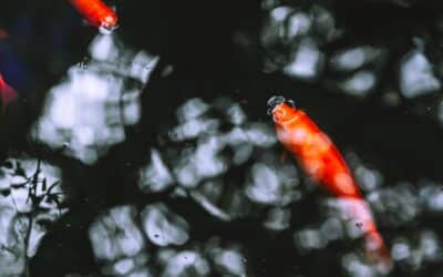 Why Should You Go Fishing?